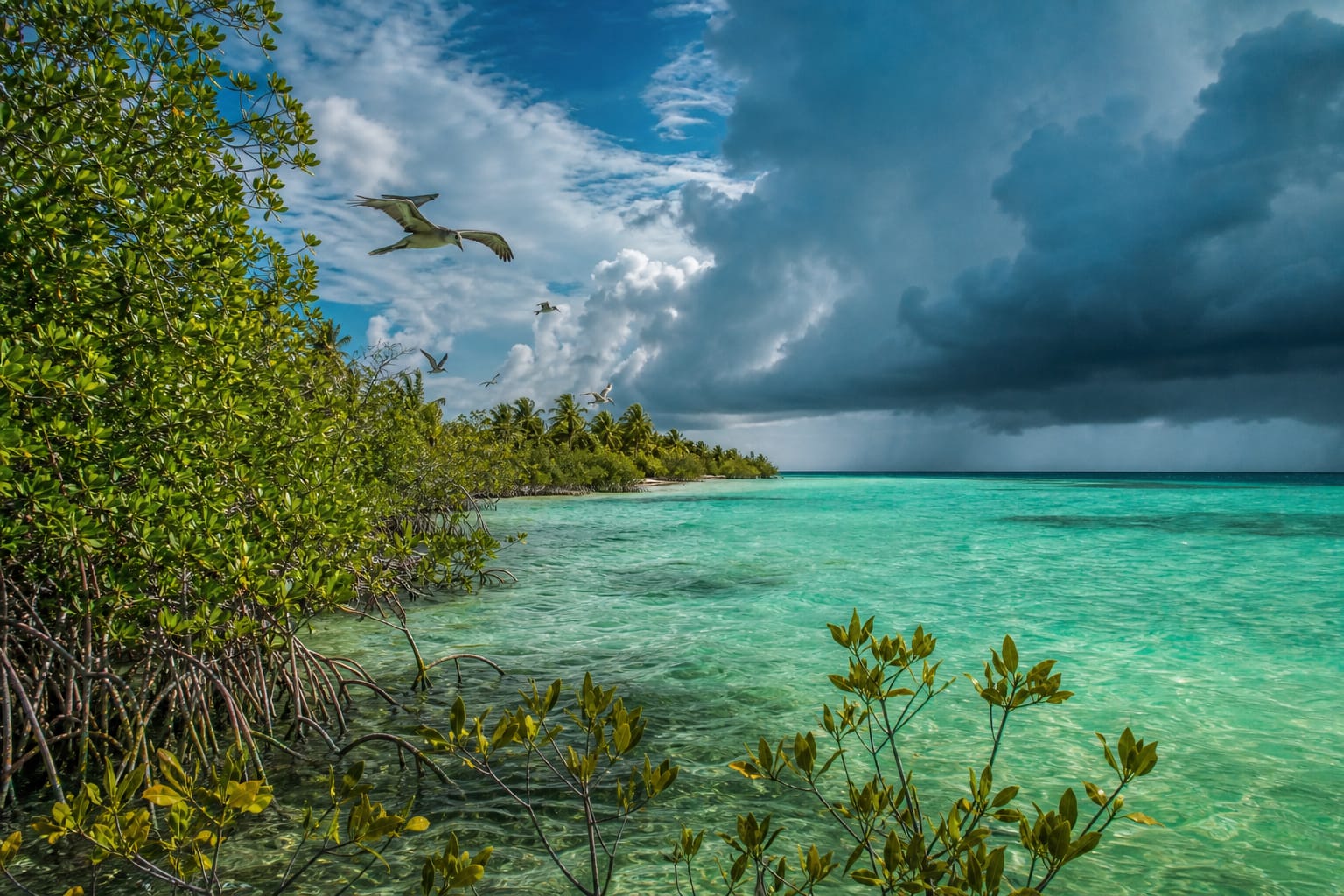 Manglar y costa del Caribe bajo un cielo tropical dramático