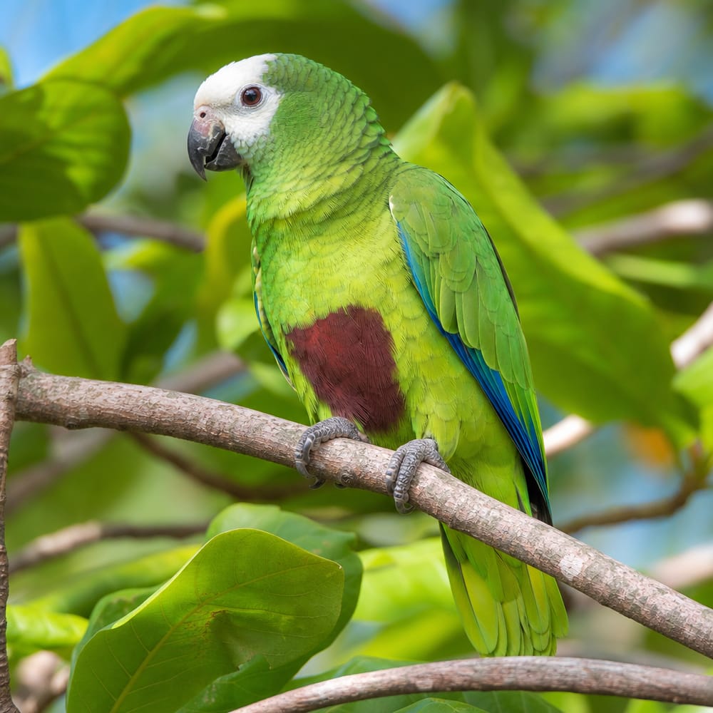 Hispaniolan Parrot (Amazona ventralis)