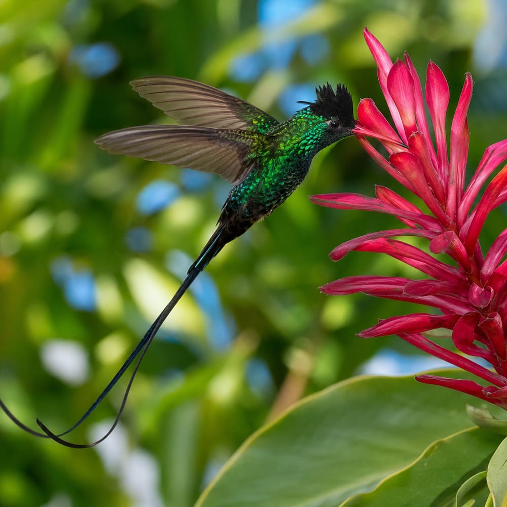 Red-billed Streamertail (Trochilus polytmus)